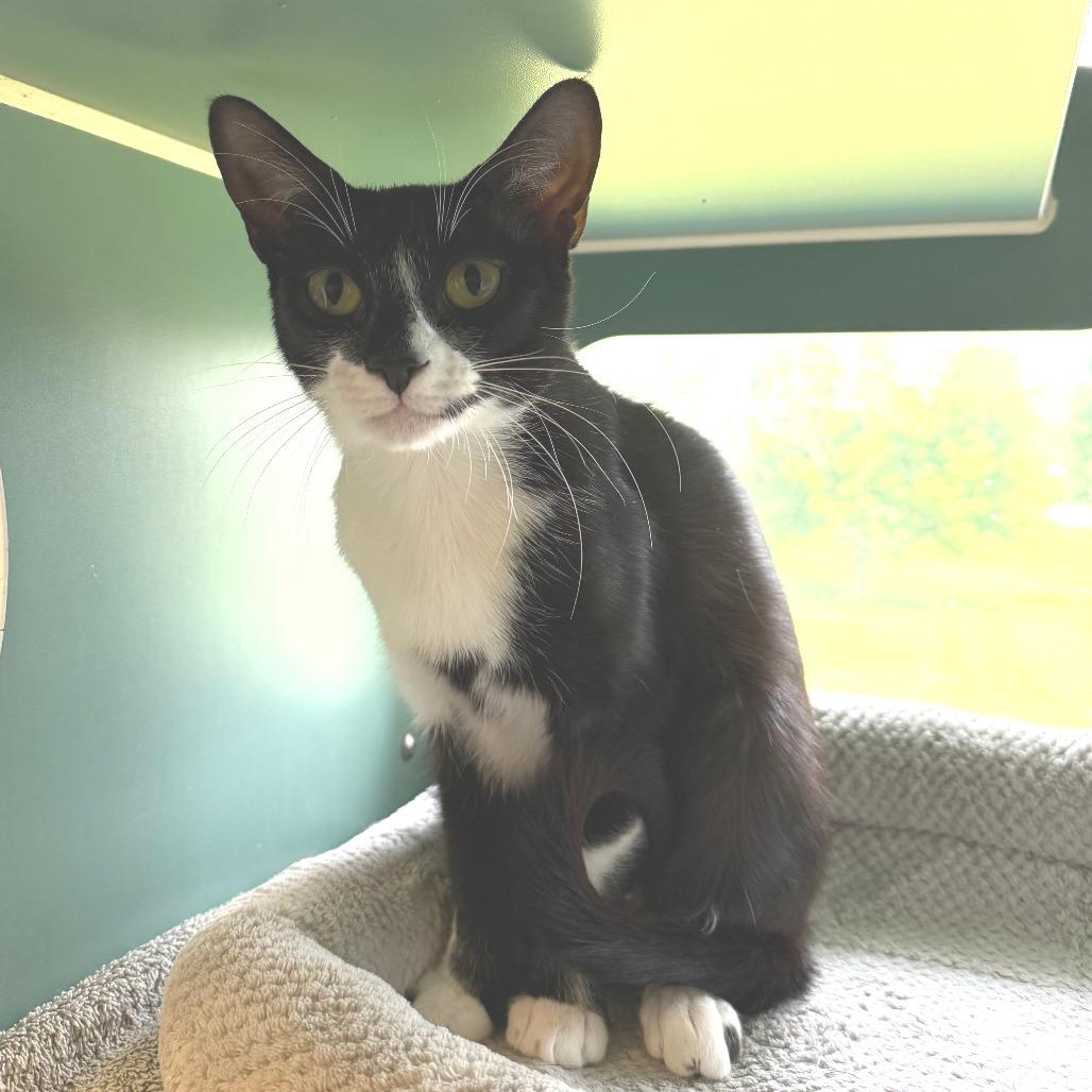 Roo, a Adoptable Domestic Short Hair in Morrisville, VT image 2/6
