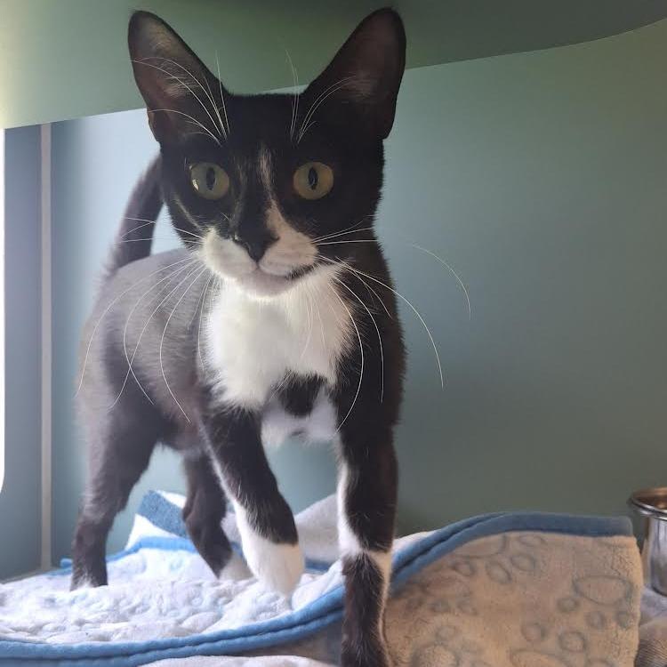 Roo, a Adoptable Domestic Short Hair in Morrisville, VT image 3/6