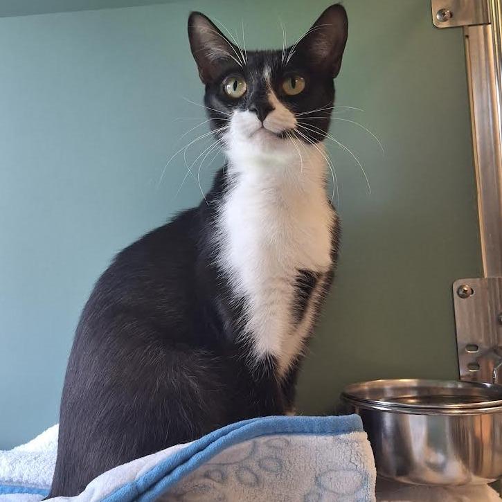 Roo, a Adoptable Domestic Short Hair in Morrisville, VT image 4/6