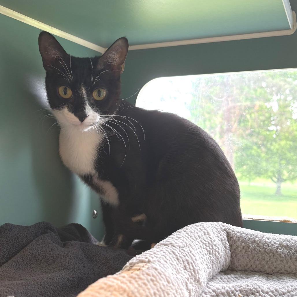 Roo, a Adoptable Domestic Short Hair in Morrisville, VT image 5/6