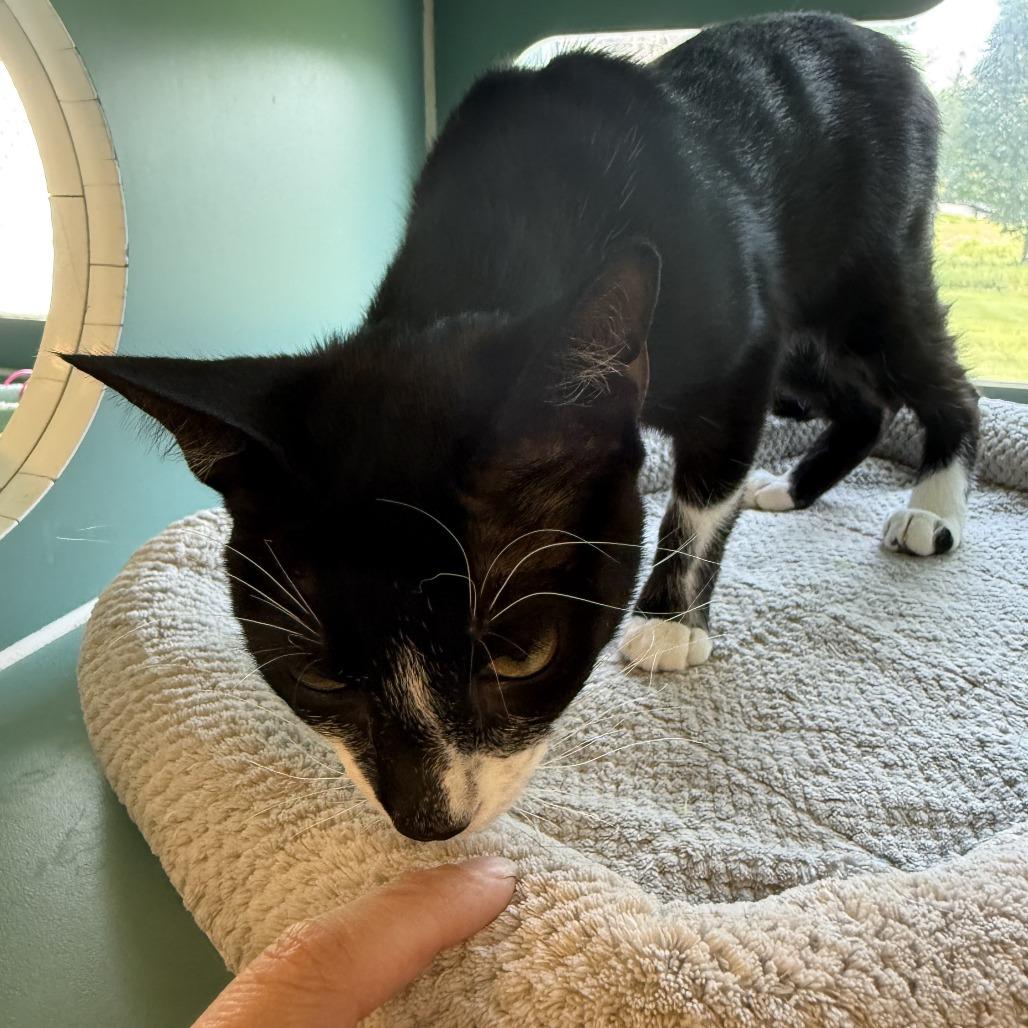 Roo - in Foster!, a Adoptable Domestic Short Hair in Morrisville, VT image 6/6
