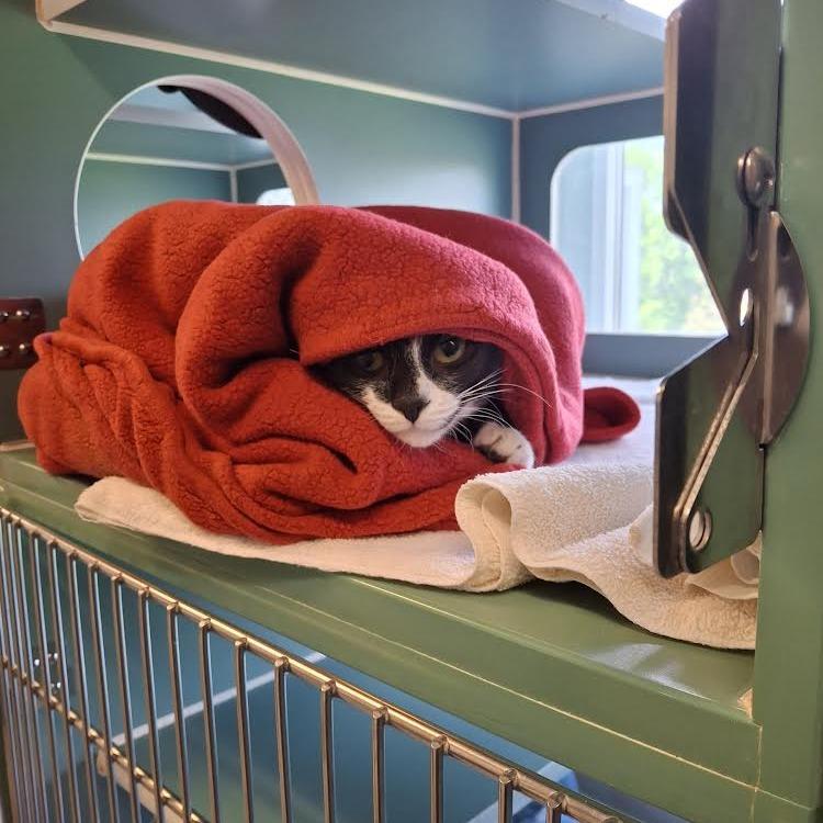 Roo, a Adoptable Domestic Short Hair in Morrisville, VT image 6/6