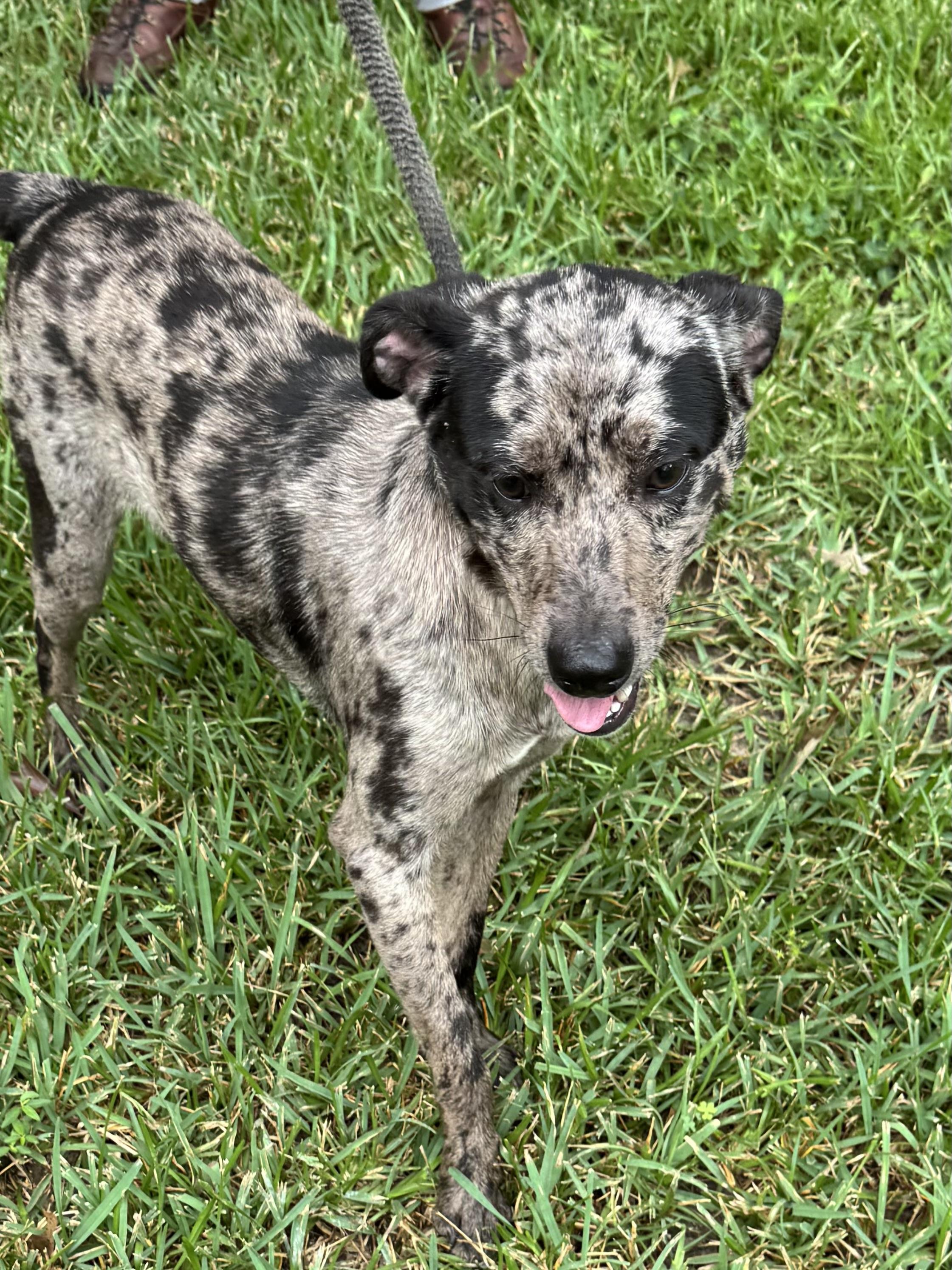 Enlarge Rocky Rockstar - Available for meet & greet  in RI, an adoptable Catahoula Leopard Dog in Coventry, RI image 4/5