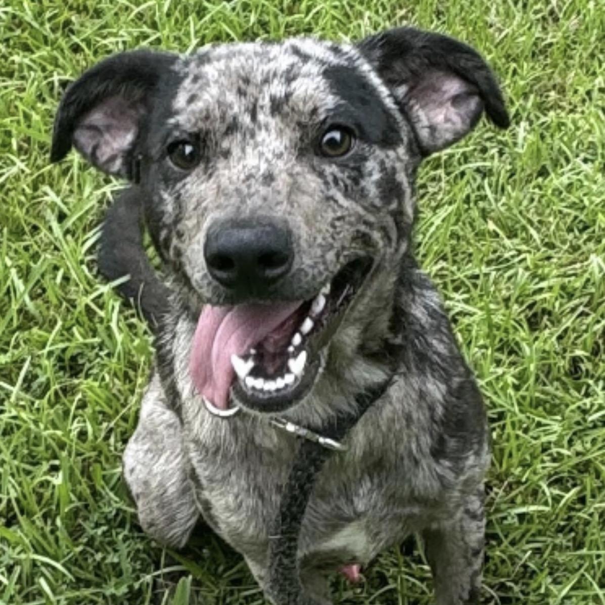 Enlarge Rocky Rockstar - Available for meet & greet  in RI, an adoptable Catahoula Leopard Dog in Coventry, RI image 2/5