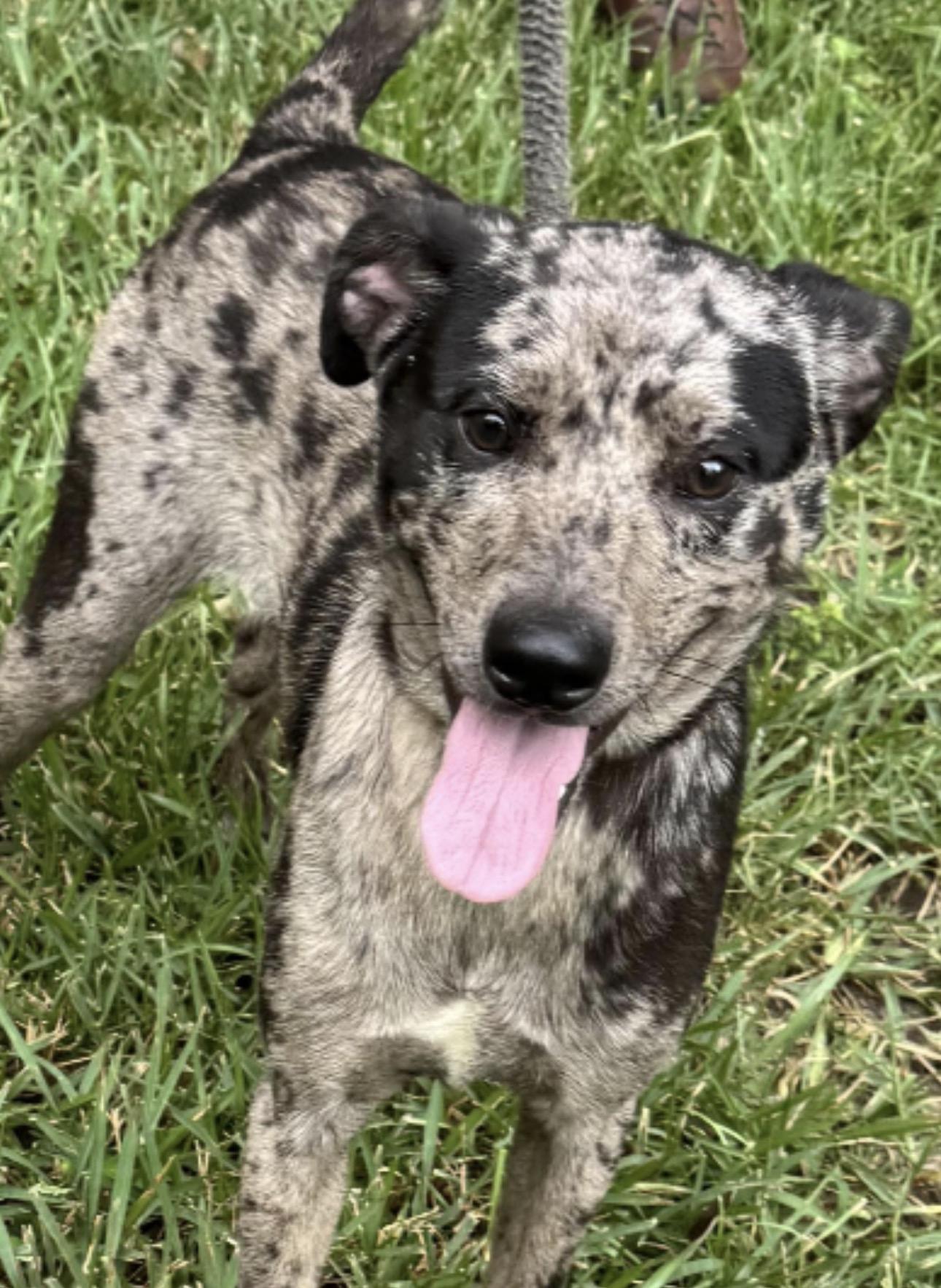 Enlarge Rocky Rockstar - Available for meet & greet  in RI, an adoptable Catahoula Leopard Dog in Coventry, RI image 3/5
