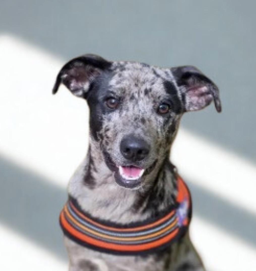 Rocky Rockstar - Available for meet & greet  in RI, adoptable, Young Male Catahoula Leopard Dog.