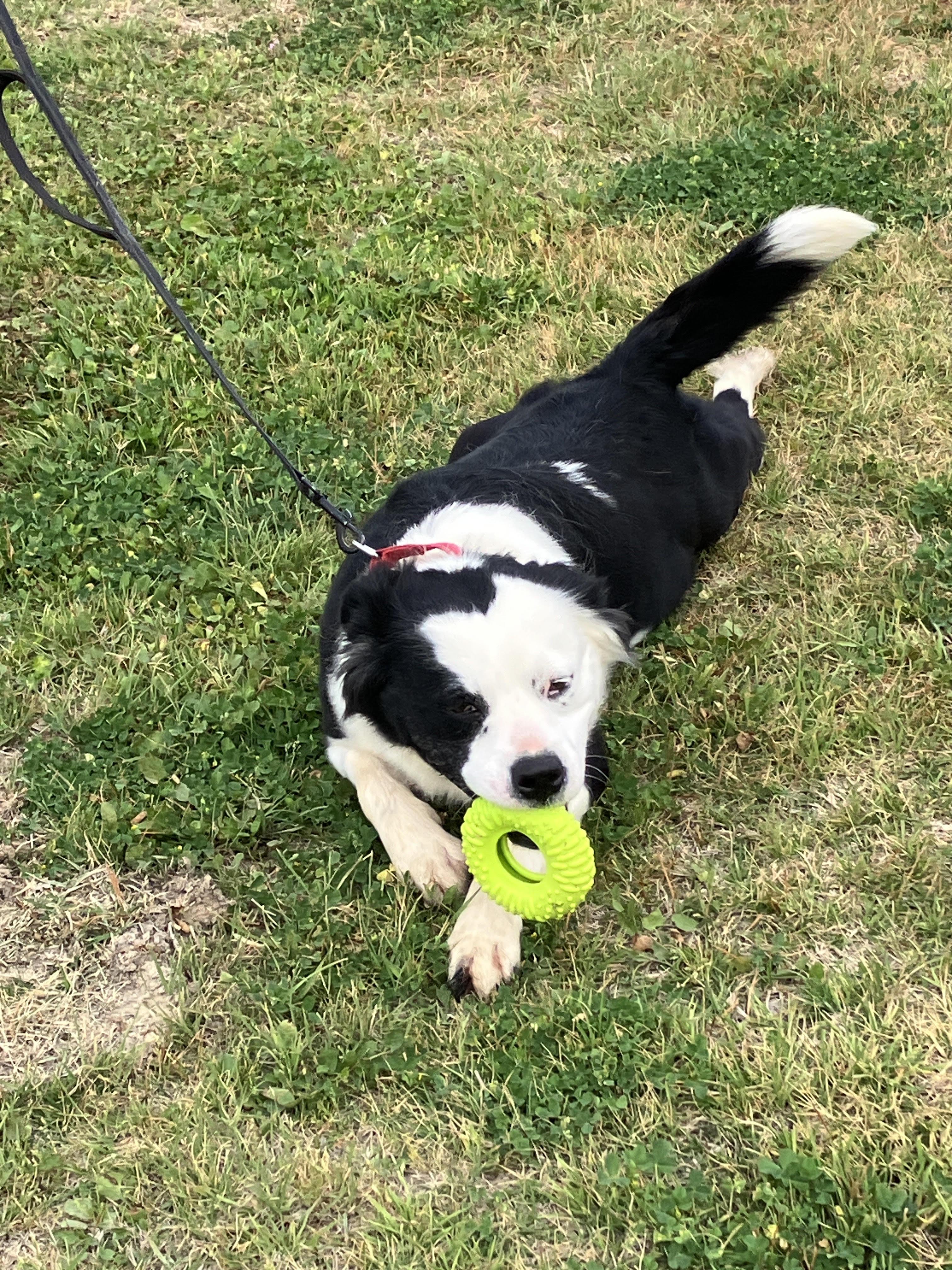 Enlarge BLANCHE - Crawling with Cuteness, a Adoptable mixed breed in Georgetown, TX image 1/6