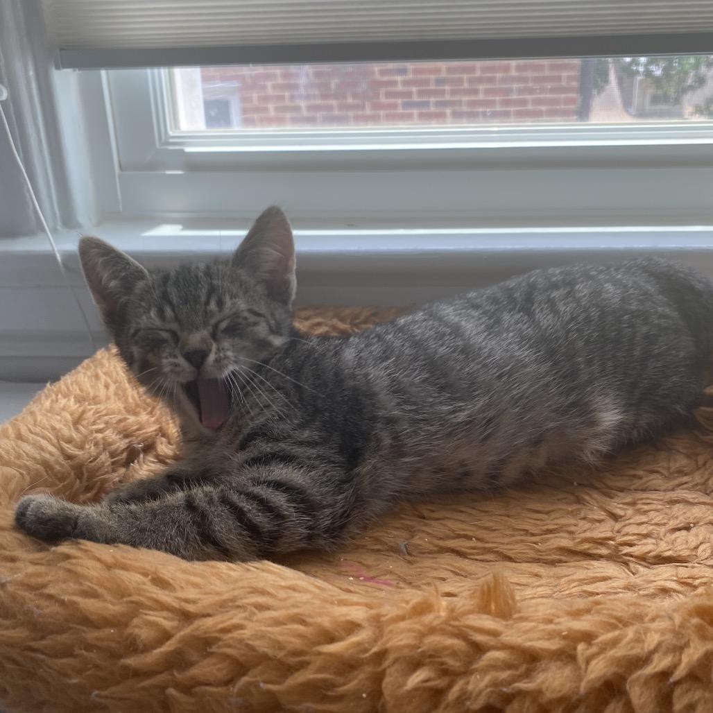 Kevin, a Adoptable Domestic Short Hair in Woodbridge, VA image 2/3