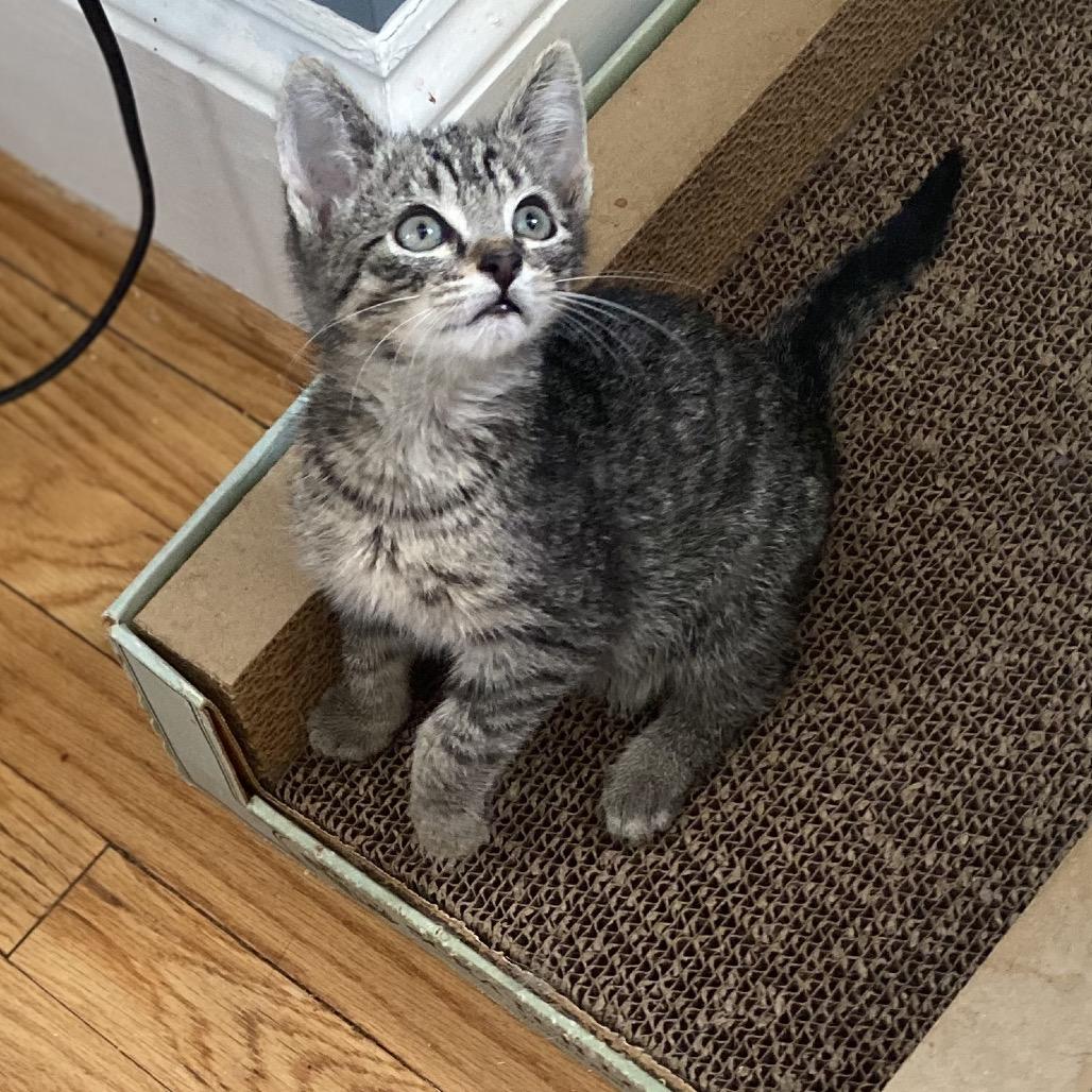 Kevin, Adoptable, Kitten Male Domestic Short Hair.