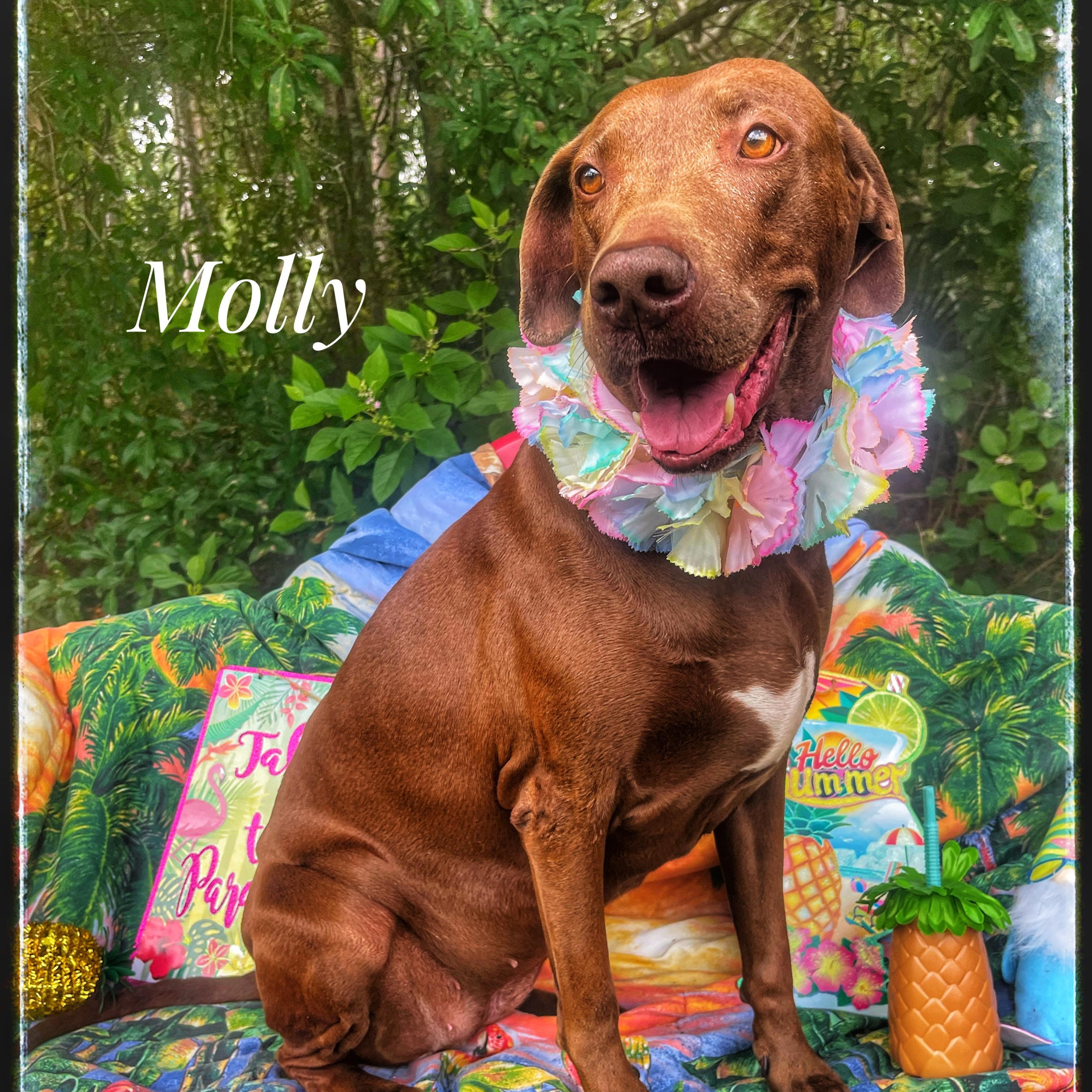 Molly, Adult Female Chocolate Labrador Retriever