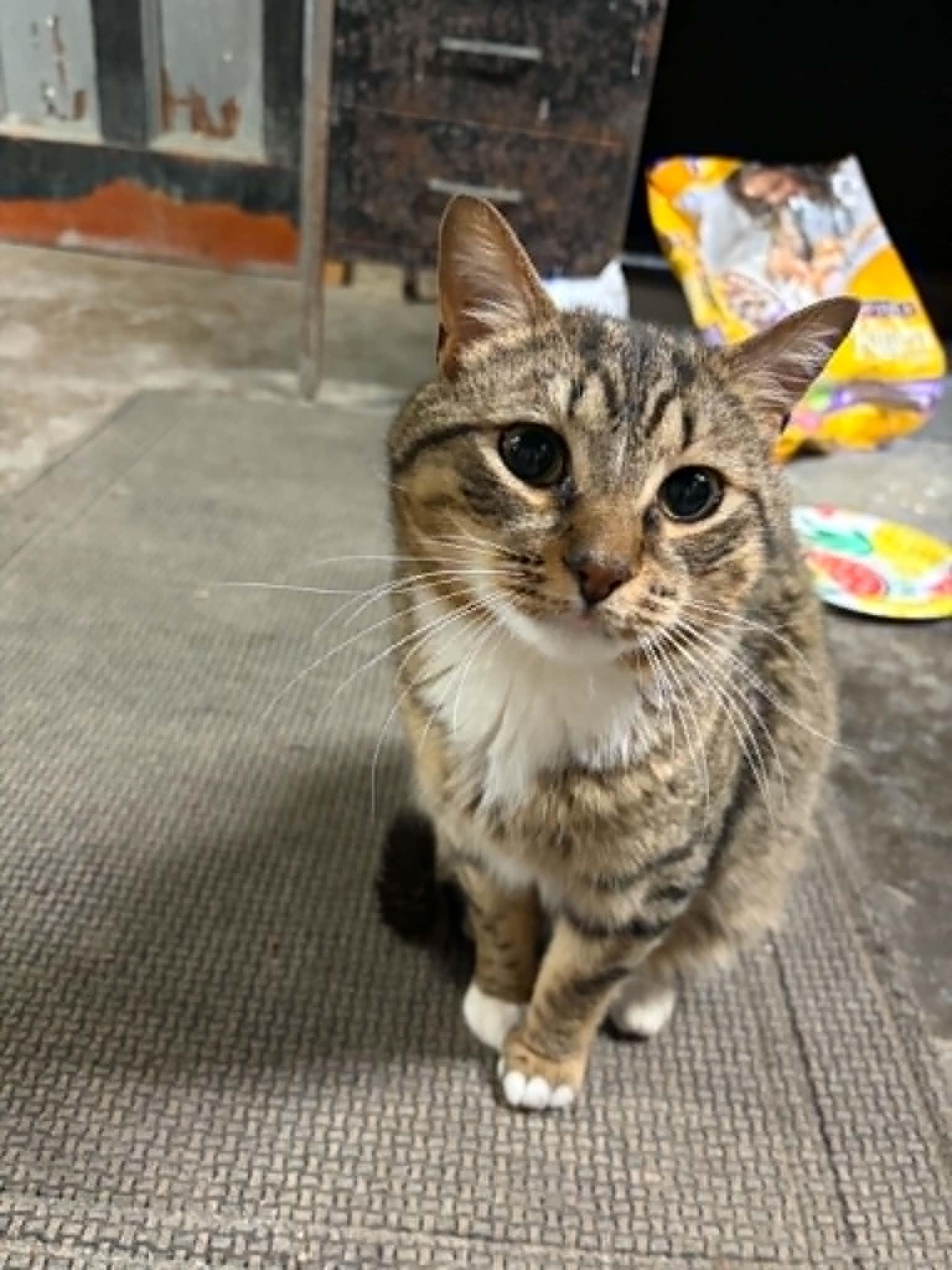 Ellie, ADOPTABLE, Young Female Domestic Short Hair.