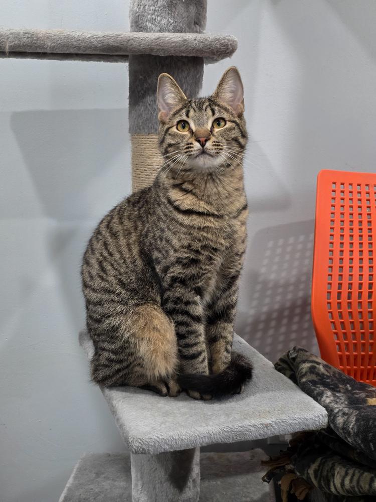 Buddy, Adoptable, Young Male Domestic Short Hair.