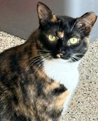 Fannie Mae, Adoptable, Adult Female Domestic Medium Hair & Domestic Short Hair.