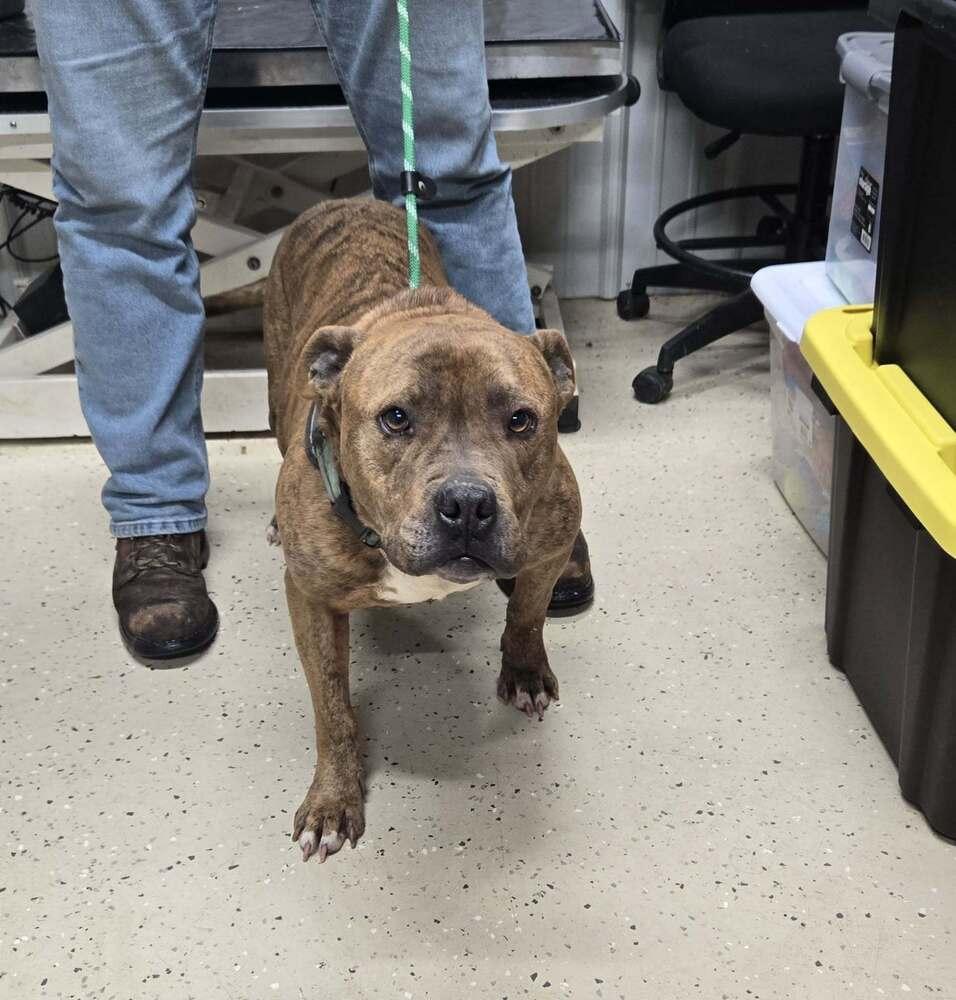 Zeus, Adoptable, Adult Male Pit Bull Terrier.