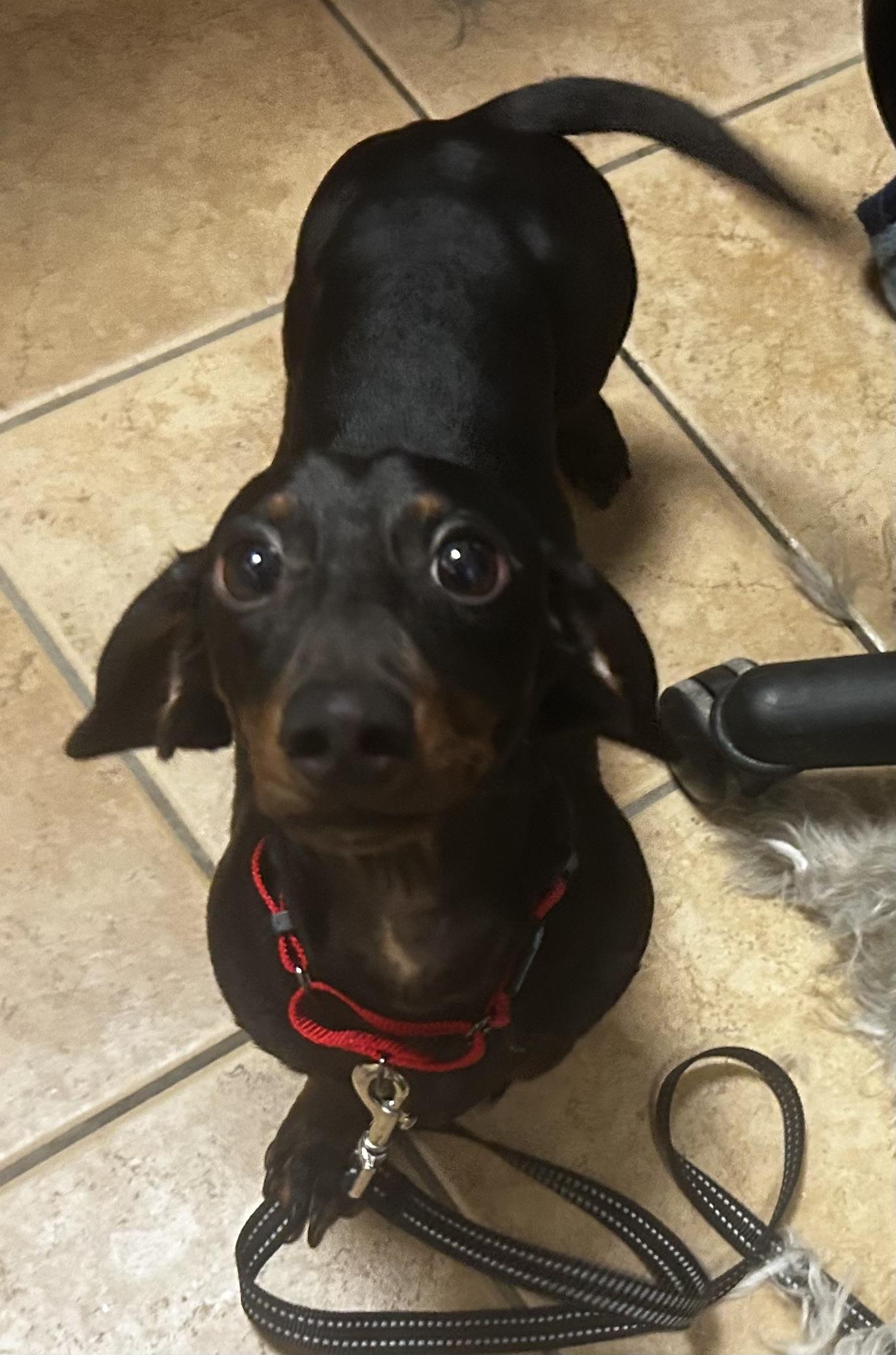 Enlarge Kosmo, an adopted Miniature Dachshund in Oak Ridge, NJ image 2/4