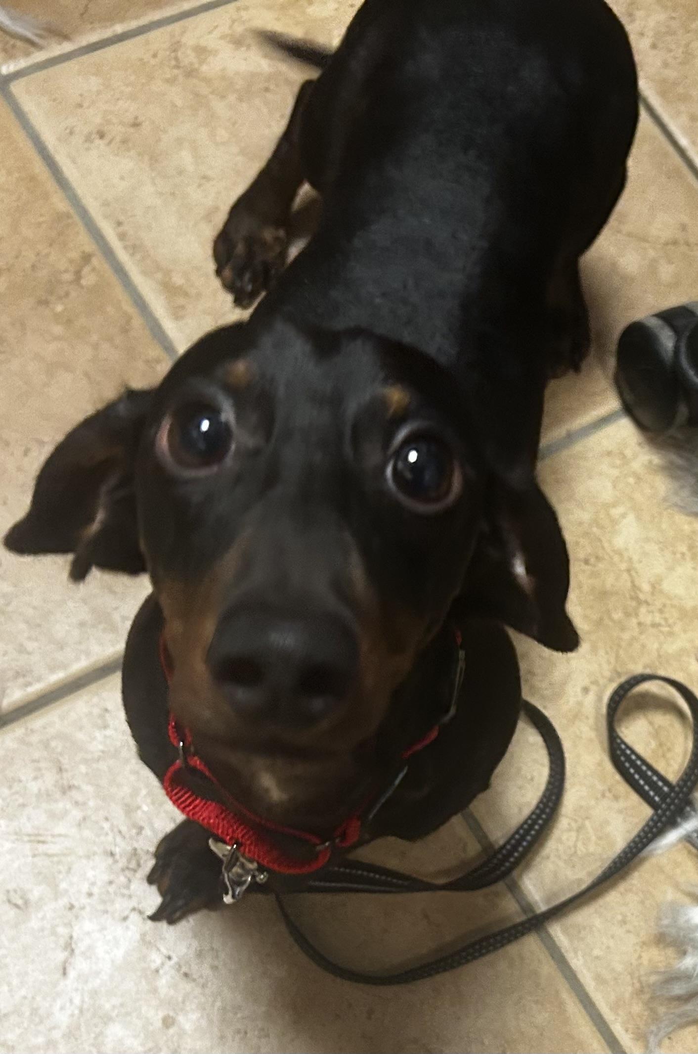 Enlarge Kosmo, an adopted Miniature Dachshund in Oak Ridge, NJ image 1/4