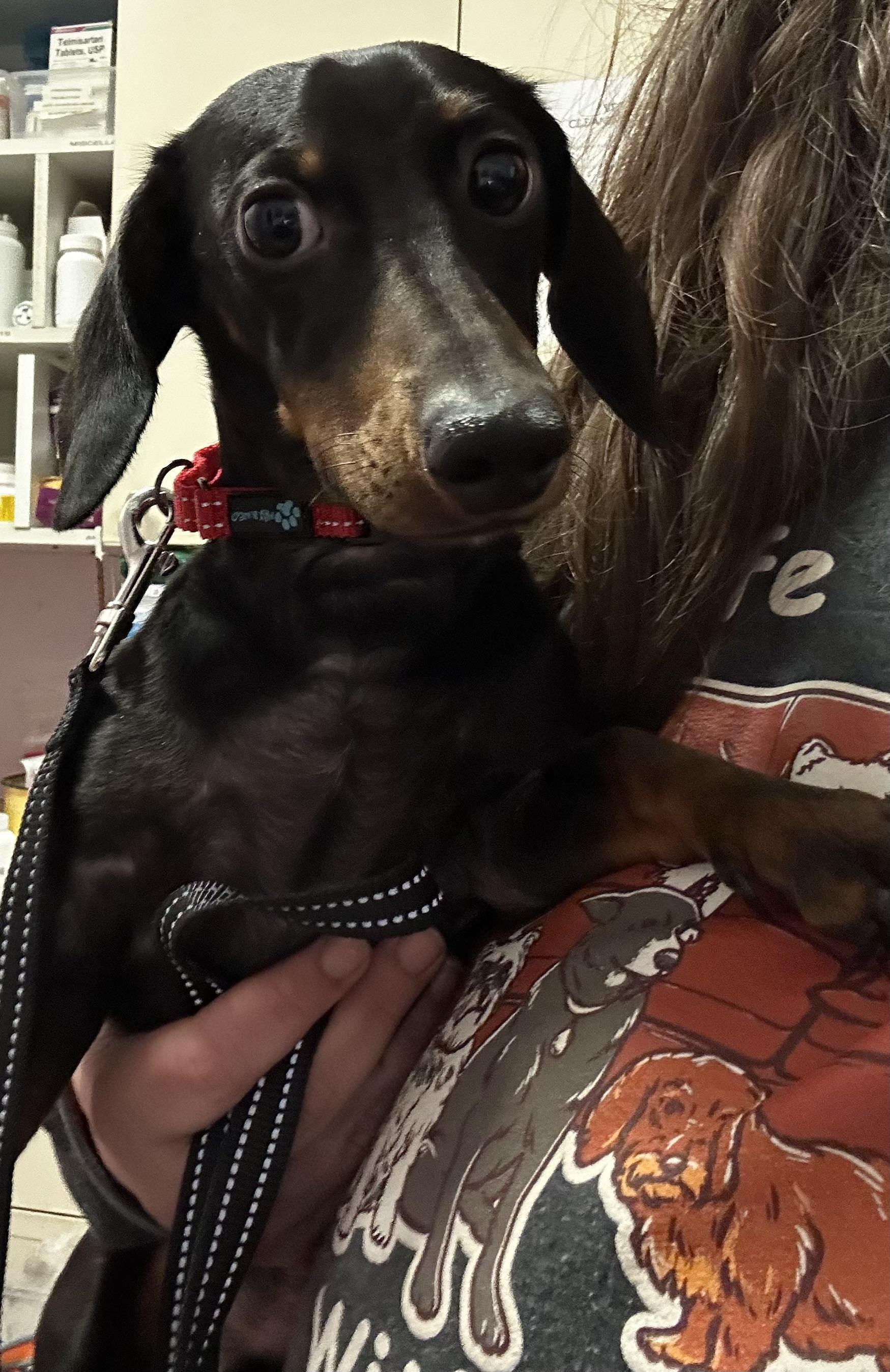 Enlarge Kosmo, an adopted Miniature Dachshund in Oak Ridge, NJ image 4/4