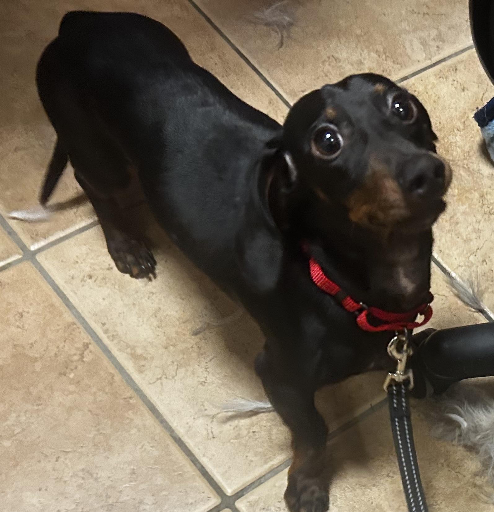 Enlarge Kosmo, an adopted Miniature Dachshund in Oak Ridge, NJ image 3/4