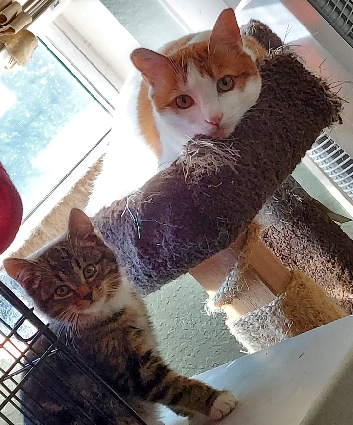 Howard, a Adoptable mixed breed in Pasadena, CA image 1/2