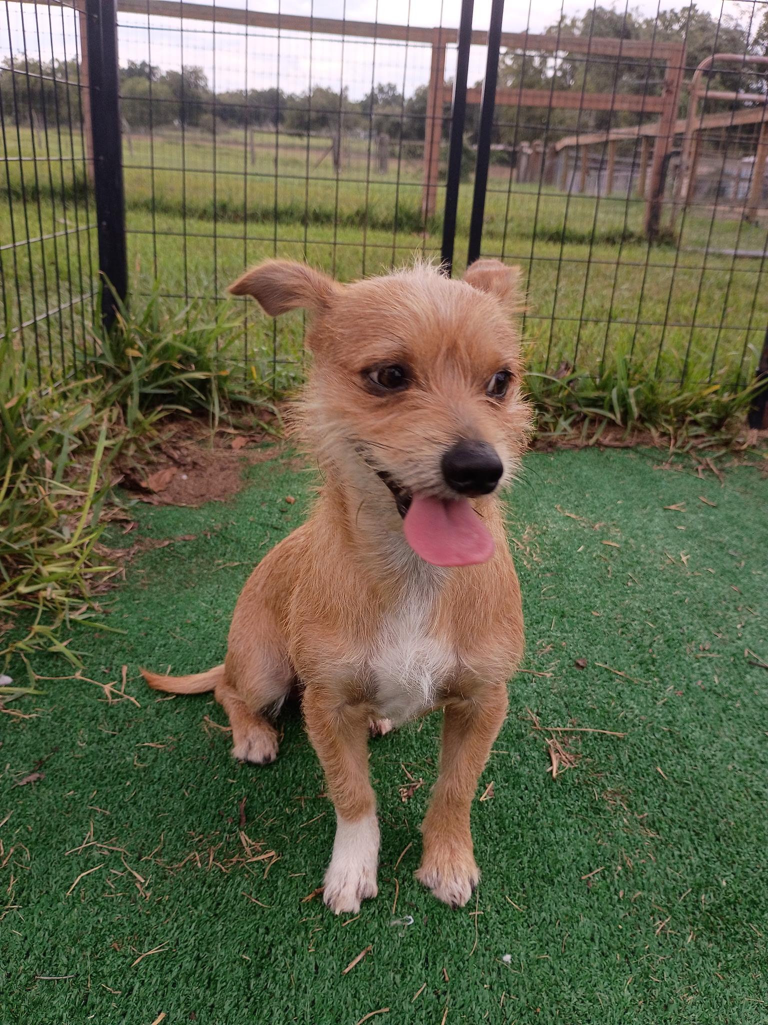 Enlarge Gage-Loves a good zoomie, a Adoptable mixed breed in Lake Zurich, IL image 3/6