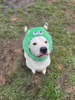 Enlarge Marshmallow, a Adoptable mixed breed in Woodbine, GA image 1/1