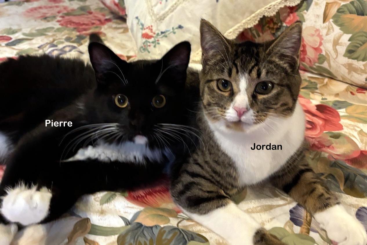 Enlarge Jordan, a Adoptable mixed breed in Portland, OR image 2/3