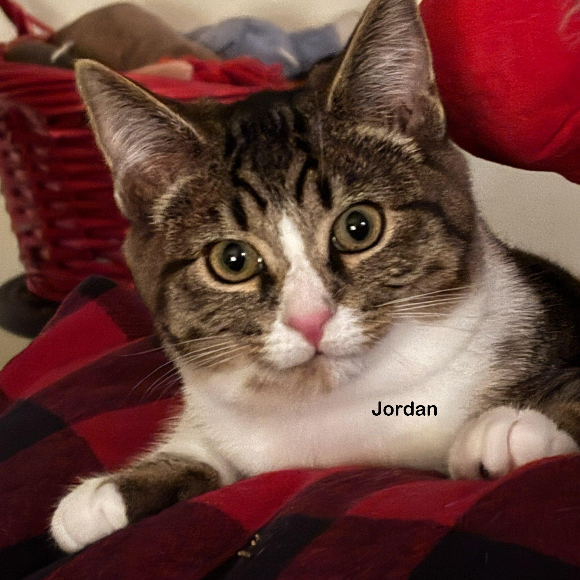 Enlarge Jordan, a Adoptable mixed breed in Portland, OR image 1/3