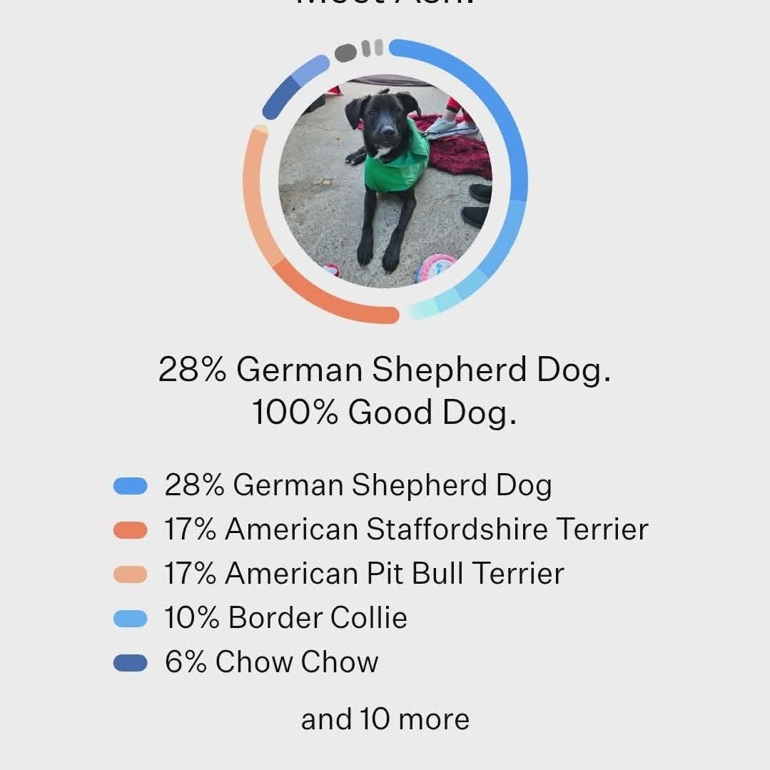 Enlarge Ash, a Adoptable mixed breed in Clive, IA image 5/5