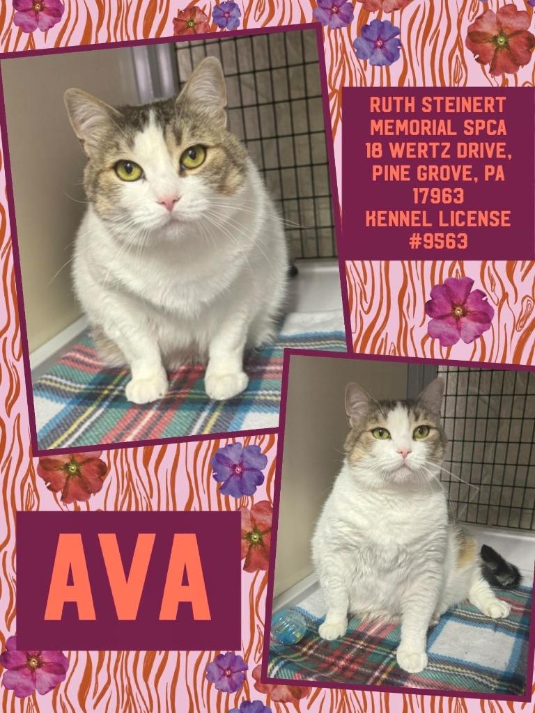 Enlarge Ava, a Adoptable mixed breed in Pine Grove, PA image 1/1