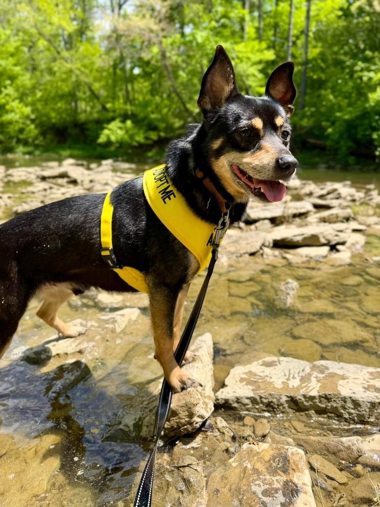 Chris, Adoptable, Senior Male Shepherd.