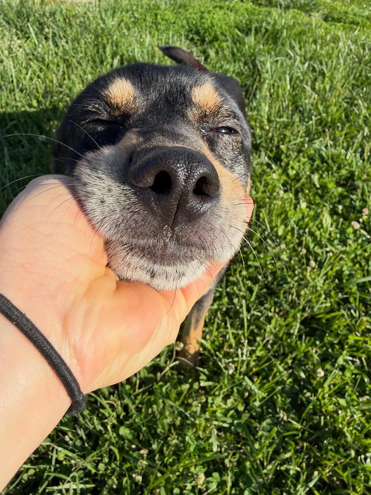 Enlarge Chris, a Adoptable mixed breed in Aurora, IN image 2/5