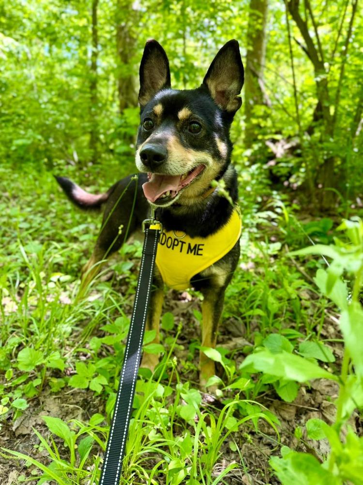 Enlarge Chris, a Adoptable mixed breed in Aurora, IN image 3/5