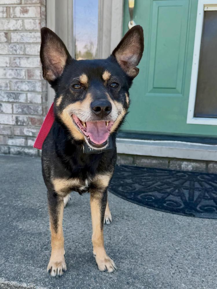 Enlarge Chris, a Adoptable mixed breed in Aurora, IN image 5/5
