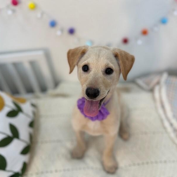 Vanilla Wafer Cookie — thumbnail 4