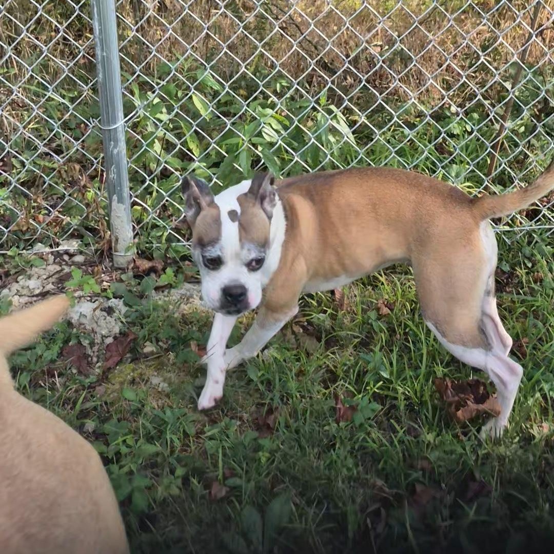 Enlarge Abigail, a Adoptable mixed breed in Clay City, KY image 5/5