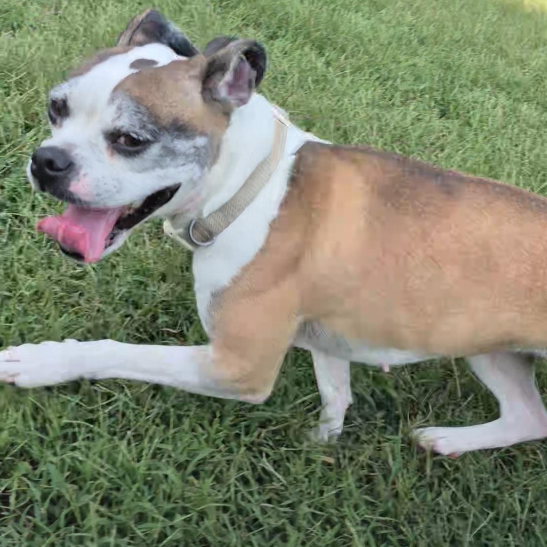 Enlarge Abigail, a Adoptable mixed breed in Clay City, KY image 2/5