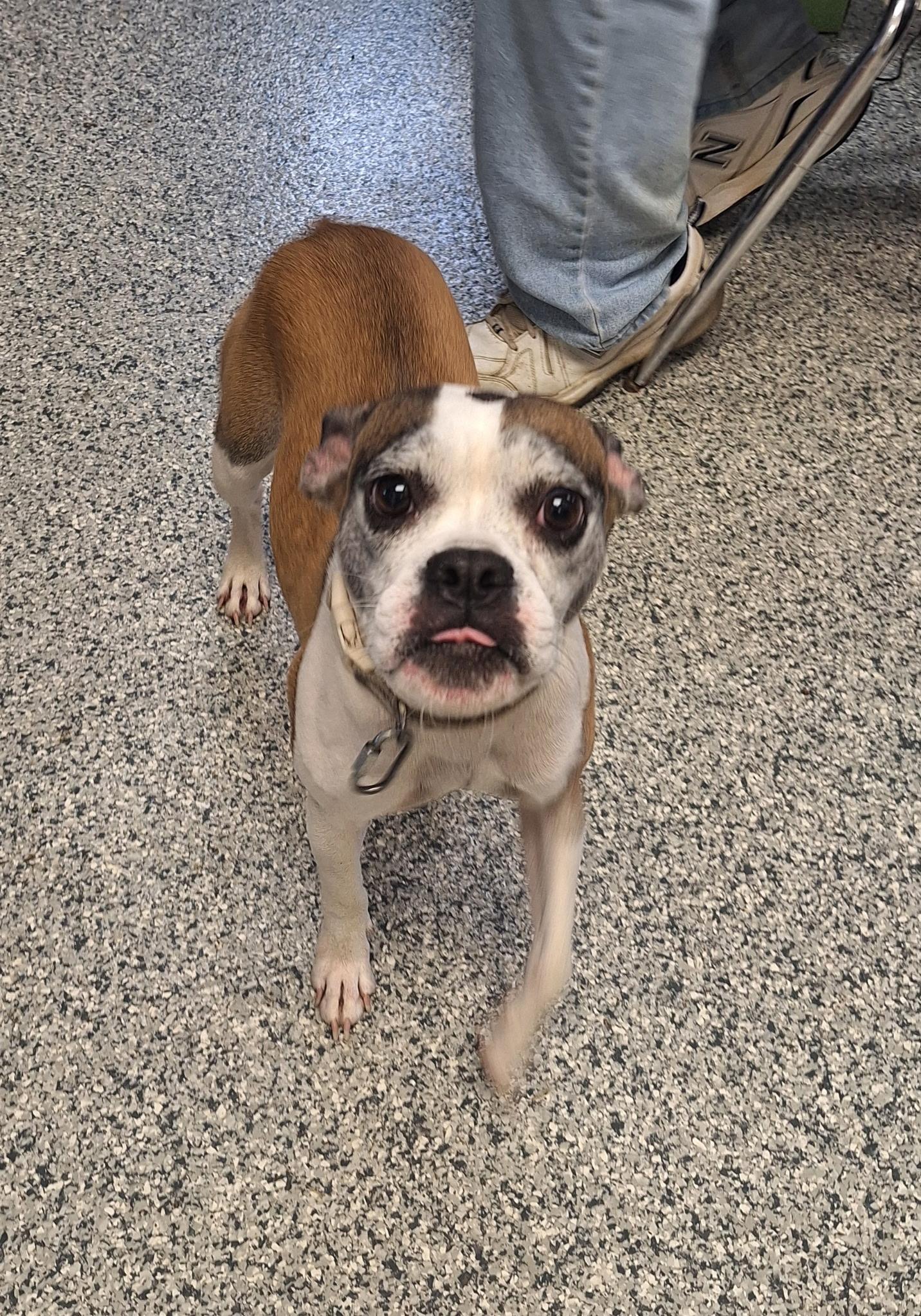 Enlarge Abigail, a Adoptable mixed breed in Clay City, KY image 3/5