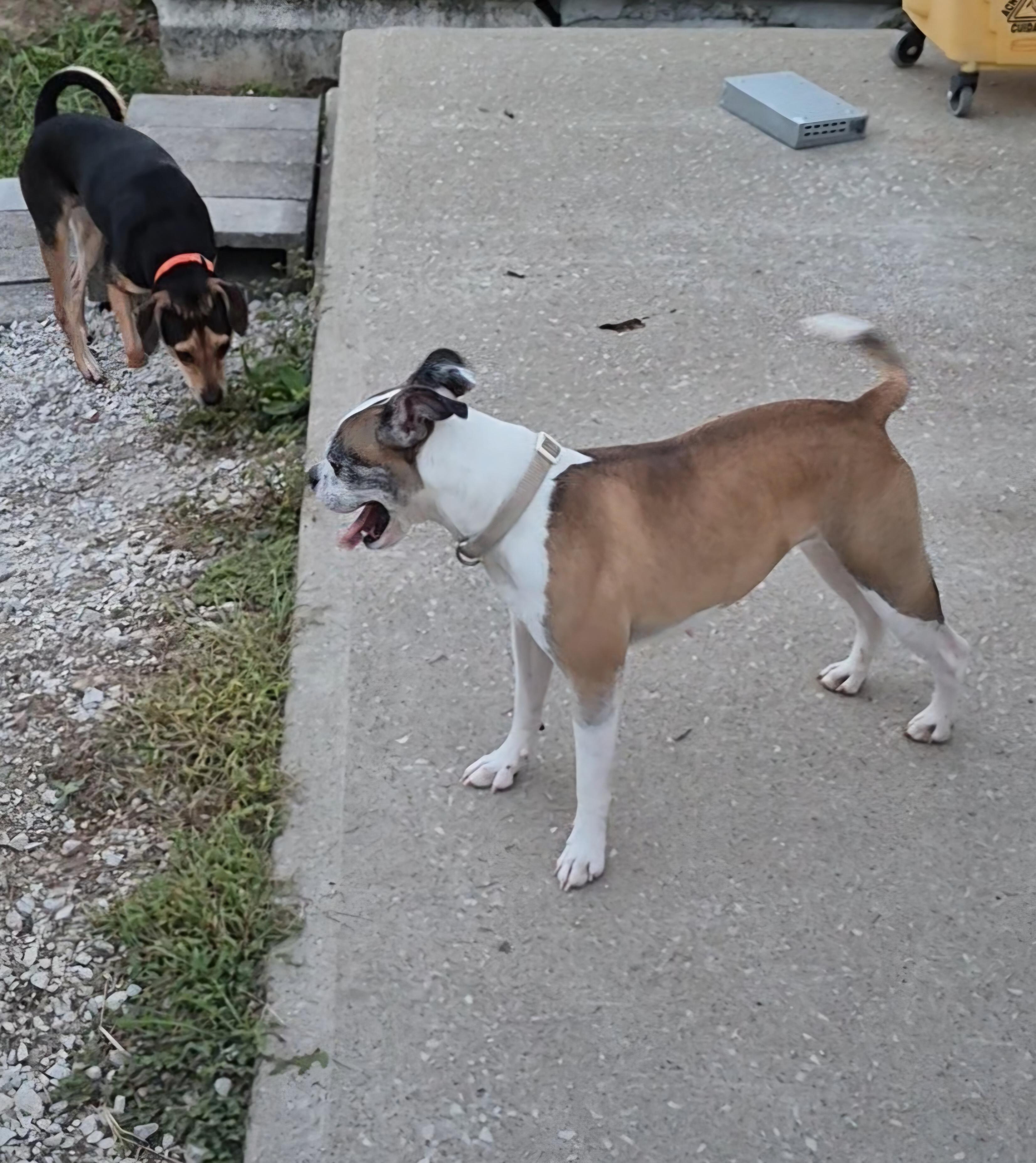Enlarge Abigail, a Adoptable mixed breed in Clay City, KY image 4/5