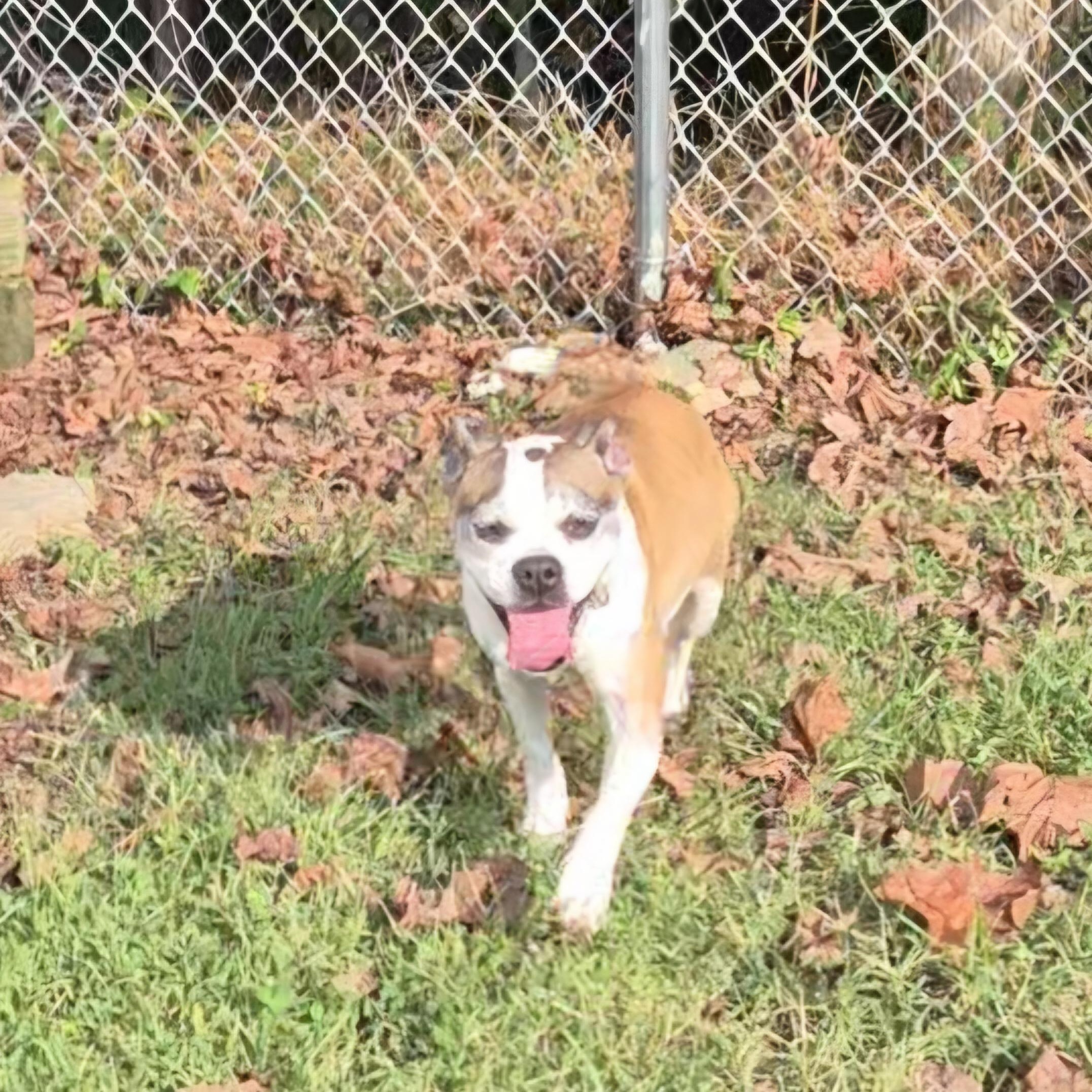 Abigail, Adoptable, Adult Female Boston Terrier.