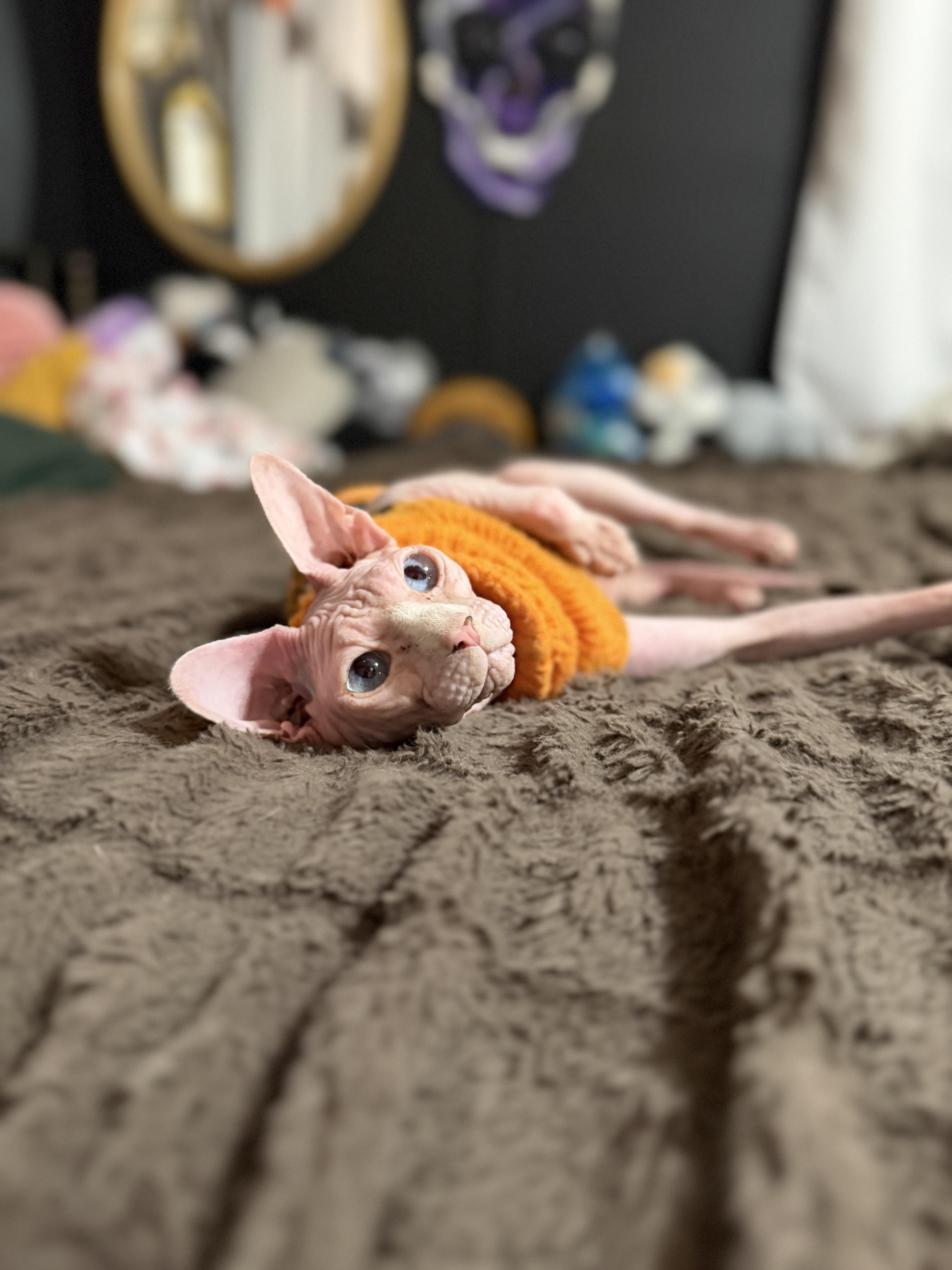 Sobe, adopted, Adult Female Sphynx / Hairless Cat.