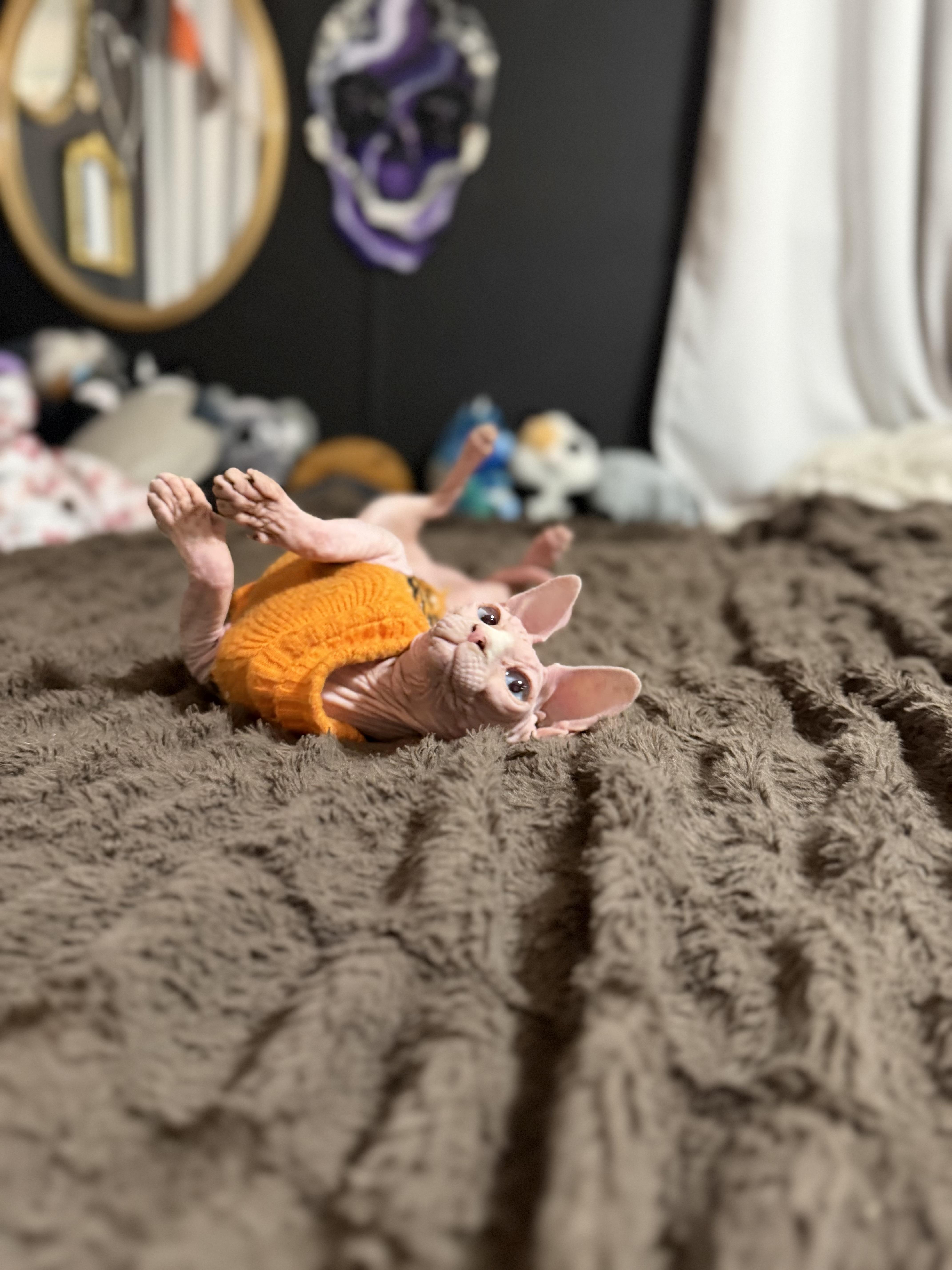 Sobe, an adopted Sphynx / Hairless Cat in vero beach, FL image 4/4