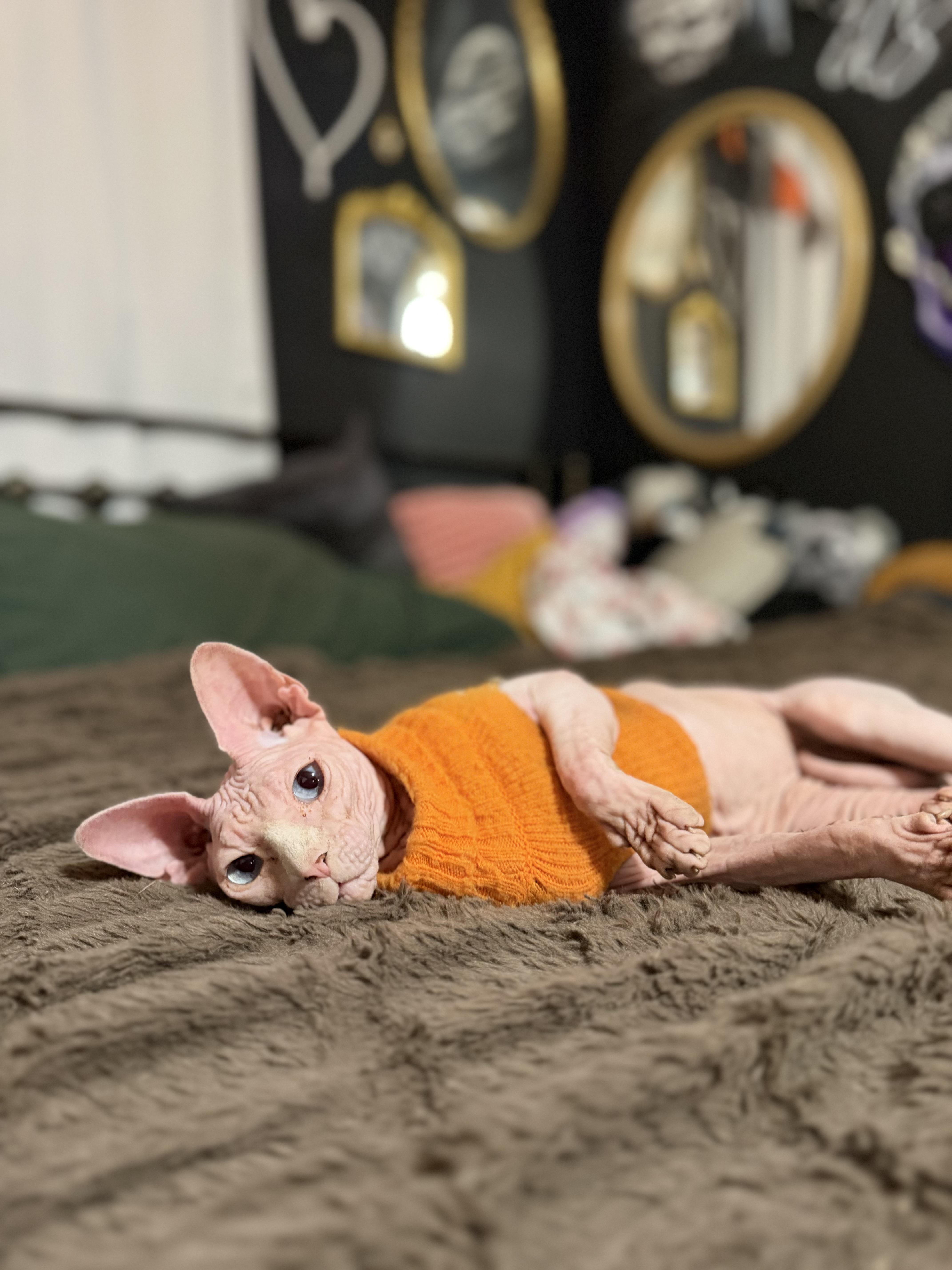 Sobe, an adopted Sphynx / Hairless Cat in vero beach, FL image 2/4