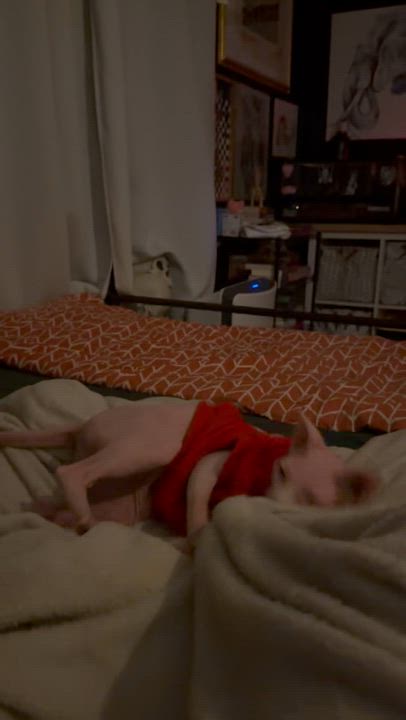 Enlarge Sobe, an adopted Sphynx / Hairless Cat in vero beach, FL video 3/4