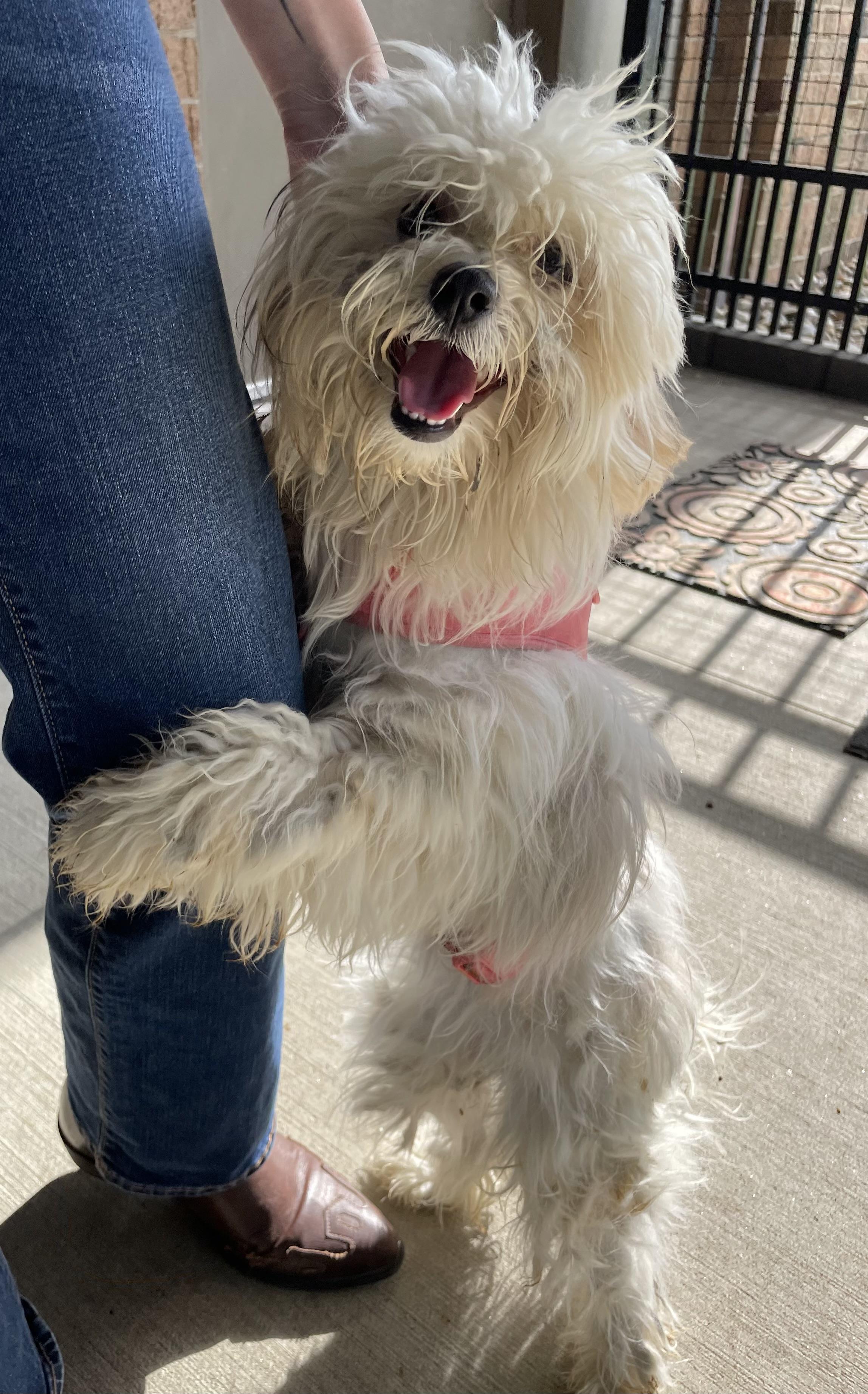 Andrea PULLED BY RESCUE, adopted, Young Female Lhasa Apso & Shih Tzu.