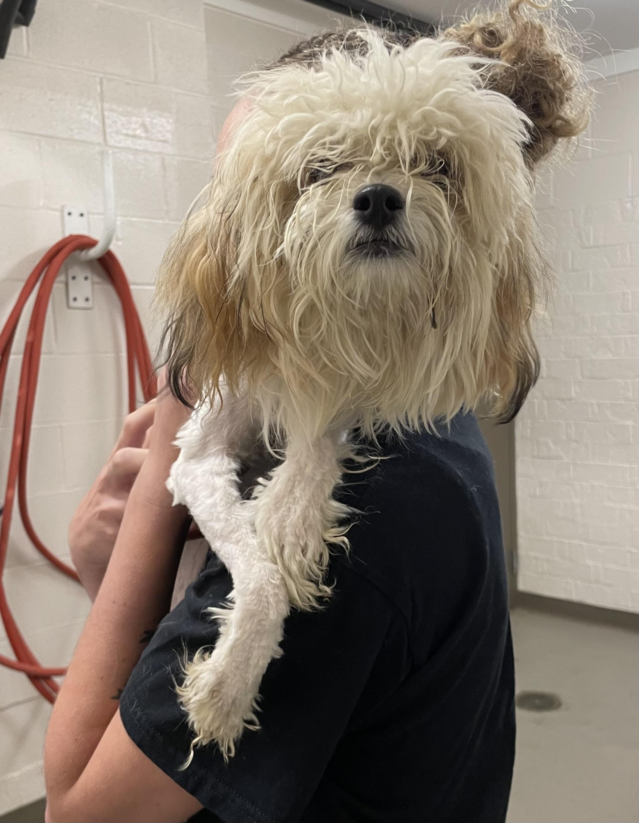 Enlarge Andrea PULLED BY RESCUE, an adopted mixed breed in Canton, OH image 3/3