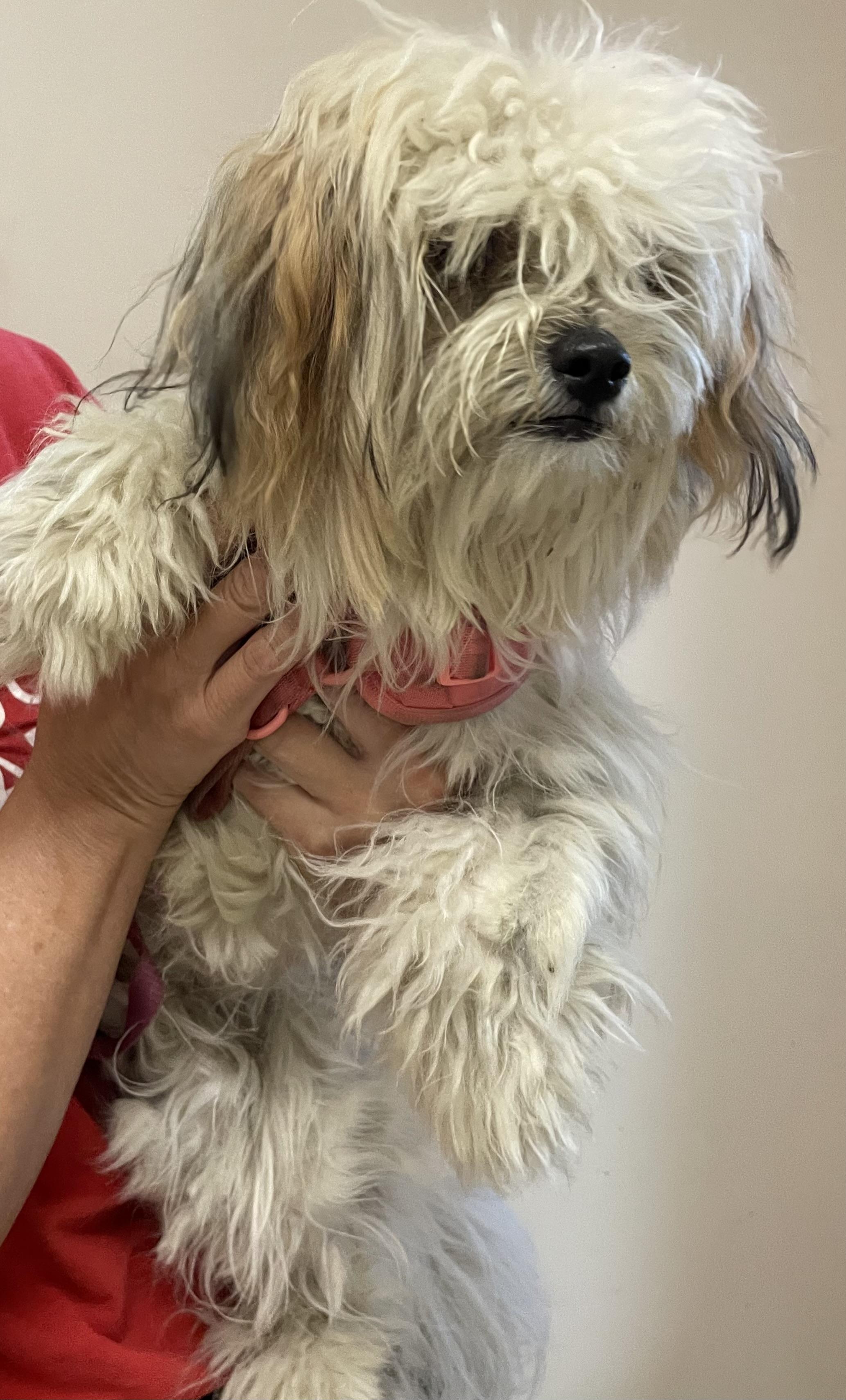 Enlarge Andrea PULLED BY RESCUE, an adopted mixed breed in Canton, OH image 2/3