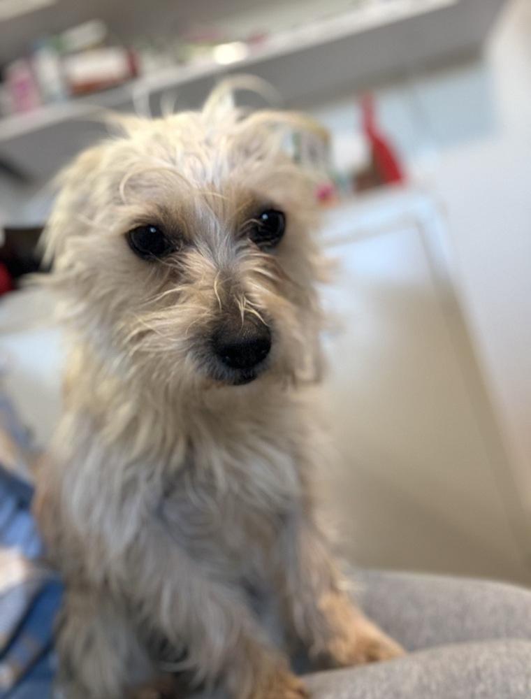 Fawn, Adoptable, Young Female Cairn Terrier.