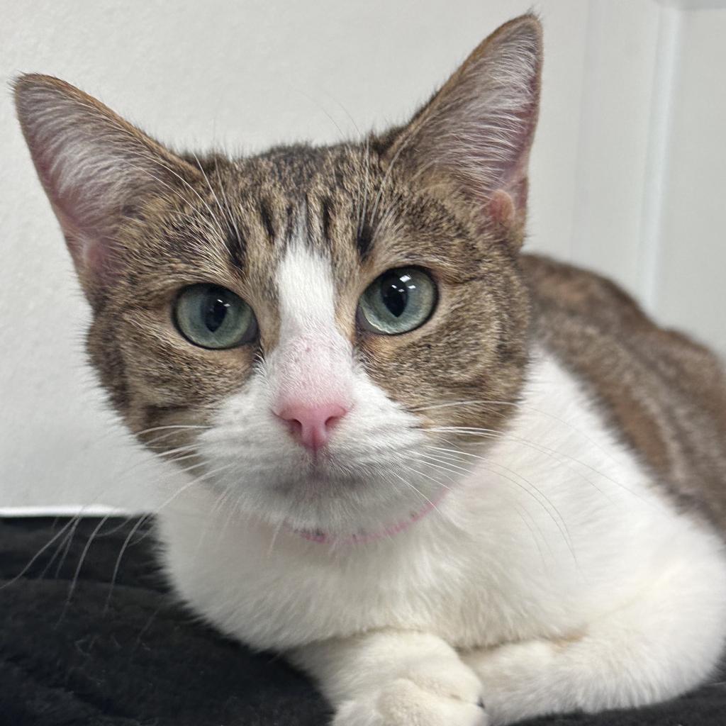 Kana, Adoptable, Adult Female Domestic Short Hair.