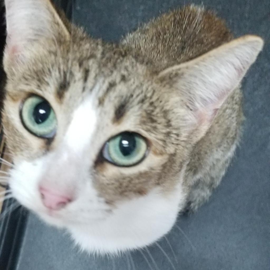 Enlarge Kana, a Adoptable Domestic Short Hair in Edinburg, TX image 2/2