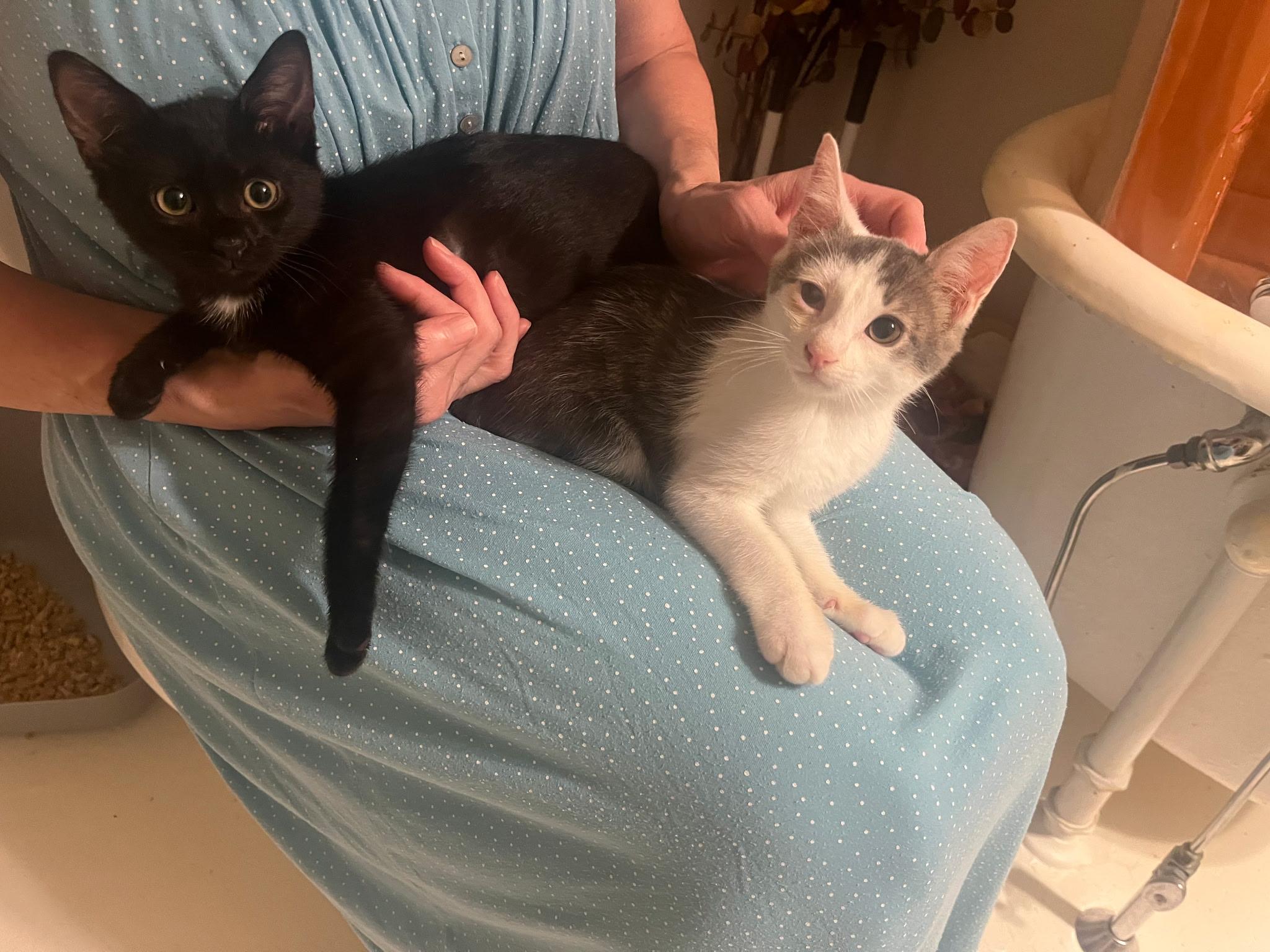 DESSERT KITTENS N. Domestic Short Hair Cat